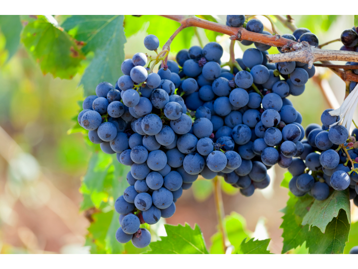 Italian grapes used to make grape vegan leather